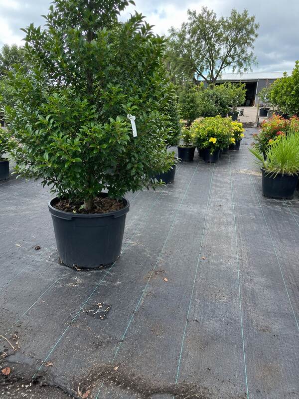 Woven ground cover fabric under a potted nursery tree
