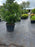 Woven ground cover fabric under a potted nursery tree

