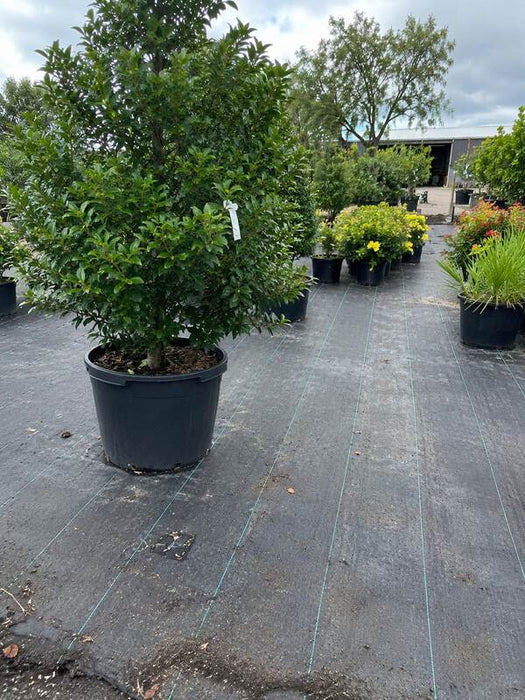 Woven ground cover fabric under a potted nursery tree
