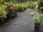 Woven ground cover fabric between nursery plant rows

