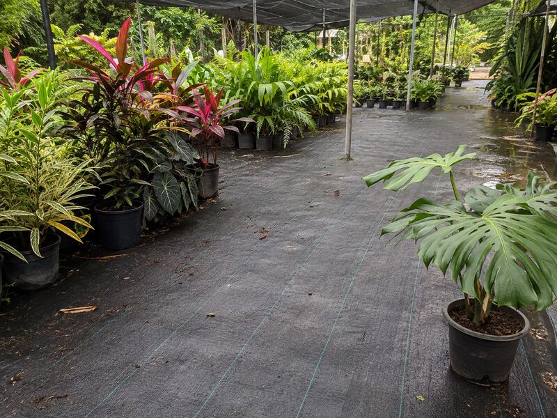 Woven ground cover fabric between nursery plant rows
