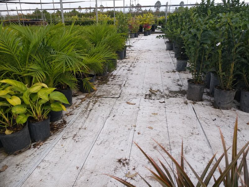 Woven white ground cover fabric between nursery rows
